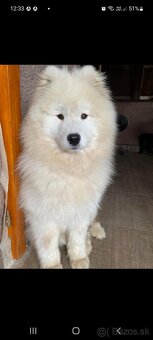 Samojed - 6