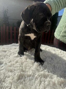 Cane Corso šteniatka - 6