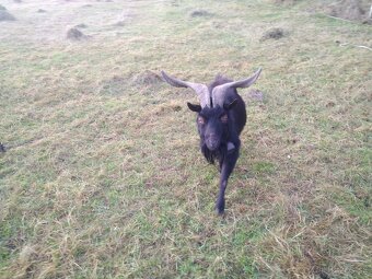 Kozičky na predaj - 6