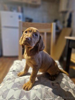 Madarska vyzla sPP - 6
