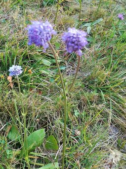 Sušené bylinky 1 - 6