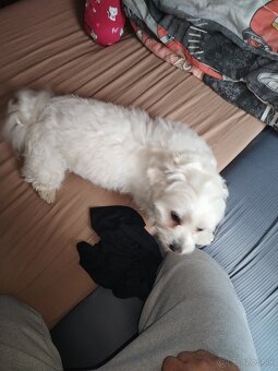 Predám maltezáka - 6