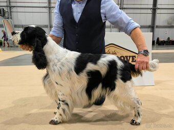 Anglický špringršpaněl štěně - 6