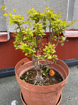 Ligustrum Vtáčí Zob bonsaj - 6