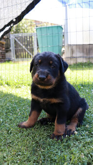 Beauceron - francouzský ovčák -  štěňátka s PP - 6