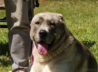 Stredoázijský ovčiak s PP - 6