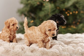 Trpasličí pudel s PP - 6