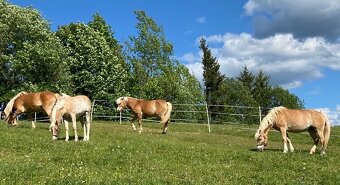 Predám kobylu žrebná  krásna chovnú Hafling - 6