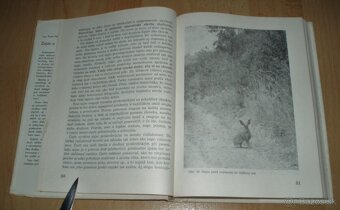 Zajac a králik - 6