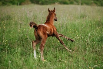 2 mesačný arab x appaloosa - 6
