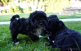 Maltipoo - 6