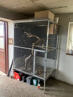 Alexander malý samček+samička - 6