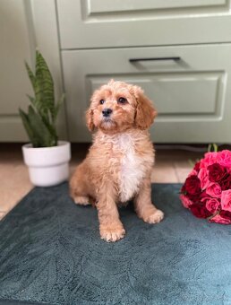 Maltipoo - 6