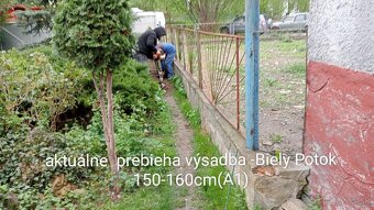 Tuja Smaragd, vavrínovec, červienka - Spišská Nová Ves - 6