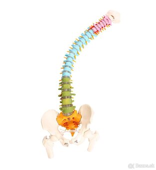 Model chrbtice s panvou Cranstein A-339 - 6