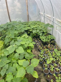 Paulownia Tomentosa rýchlorastúci strom - 6