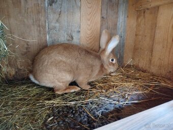 Burgundsky králik - 6