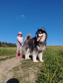 Aljasski Malamut - 6