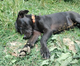 Darujem skvelú rodinnú sučku Daisy - mix bull a labrador - 6