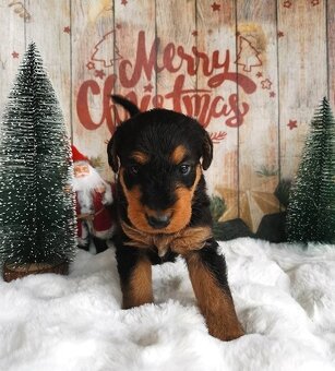 Airedale teriér / Erdelterier - šteniatka s PP - 6