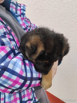 Nemecký ovčiak - 6