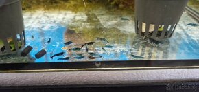 Krevety Red Cherry, Blue Dream - 6