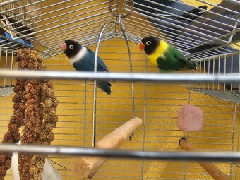 Agapornis personata spolu s klietkou. - 6