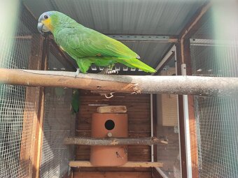 Amazonan Venezuelský - 6