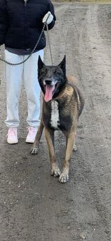 Belgický Ovčiak Malinois - 6