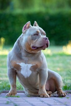 American Bully - 6