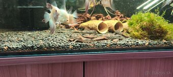 Squaliforma emarginata L011 - 6