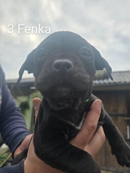 American bully pocket - 6