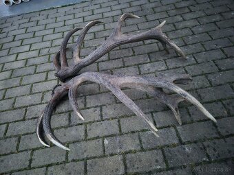 Trofej trofeje paroh parohy parozie zhody - 6