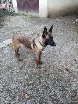 Steniatko nemecký ovčiak - 6