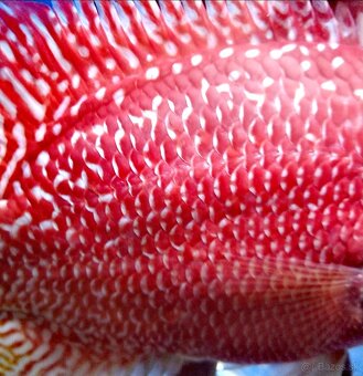 Flowerhorn pár - 6