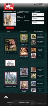 American Bully - 6