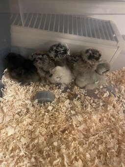 Hodvábnička-kuriatka - 6