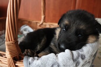 NĚMECKÝ OVČÁK S PP - 6