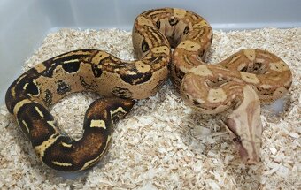 Boa imperator - Keltic VPI Sunglow, Aztec VPI Sunglow - 6