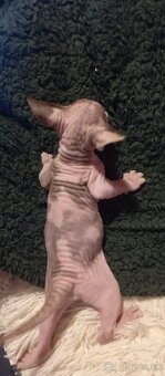 Kanadský sphynx - 6