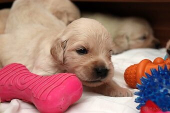 Zlatý retriever/ Golden retriever - 6