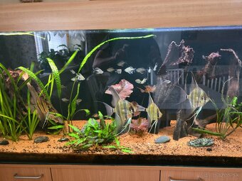 Akvárium 450L Diversa + skrinka + filter + JBL UV lampa + - 6