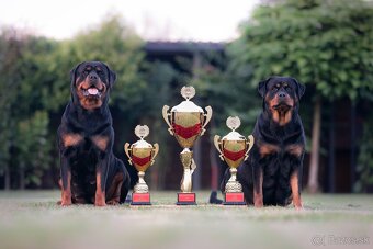 Štěniatka rotvajler s PP - Rottweiler štěniatko - 6