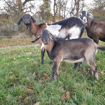 Mohutný podielový AN capko - 6