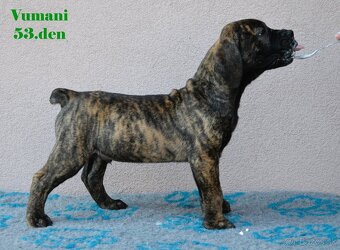 Boerboel štěňata FCI PP - 6