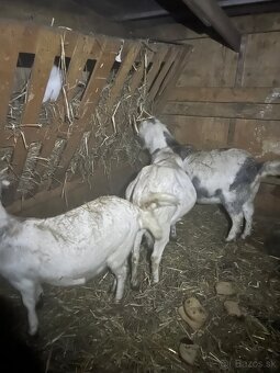 Predám kozliatka - 6