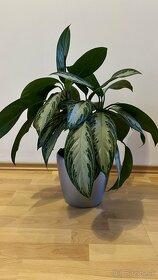 Zelená izbová rastlina - 6