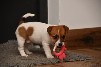 Jack Russell Terrier fena - 6