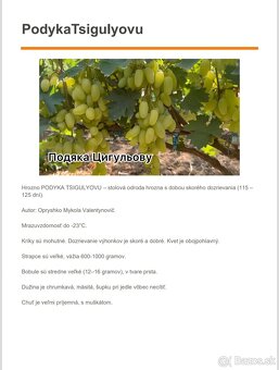 Predám sadenice viniča - 6