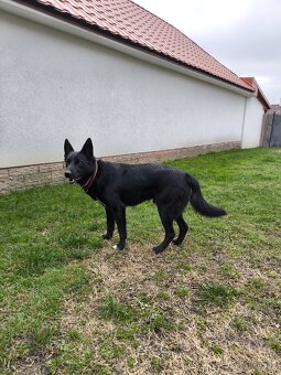 Darujeme krizenca menom Ghosty - 6